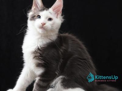 Samuel - Maine Coon - Gallery Photo #1