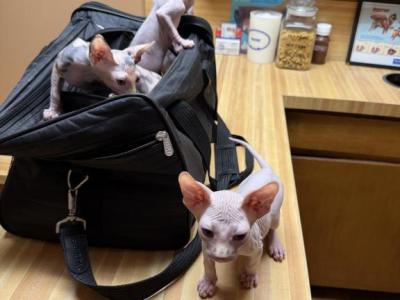 Juno Boy Sphynx - Sphynx - Gallery Photo #1