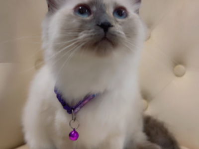 Ragdoll Kitten Ready For A Home - Ragdoll - Gallery Photo #1