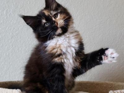 Luna Maine Coon - Maine Coon - Gallery Photo #1