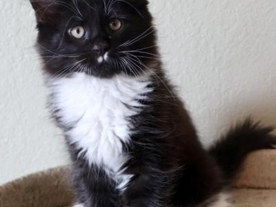 Comet Maine Coon - Maine Coon - Gallery Photo #1