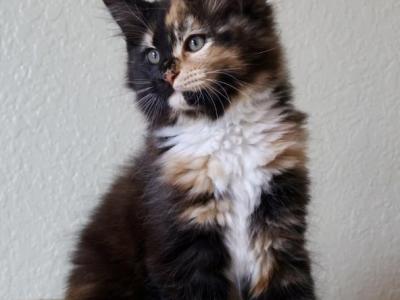 Space Litter - Maine Coon - Gallery Photo #1