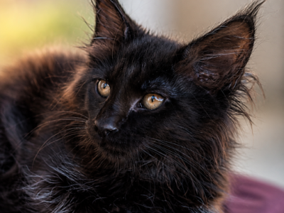 EUROPEAN BLACK   MAINE COON 4 Month - Maine Coon - Gallery Photo #1