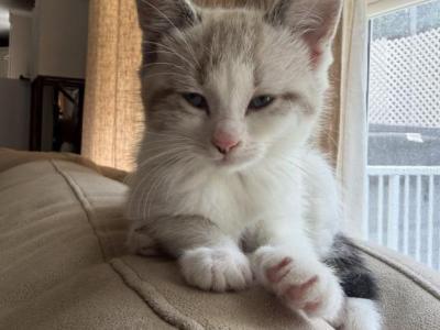 Kitten - Siamese - Gallery Photo #1