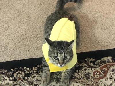 Bella - Domestic - Gallery Photo #1
