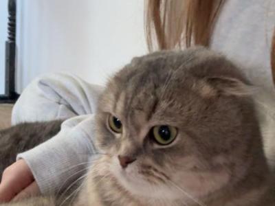 Mia - Scottish Fold - Gallery Photo #1