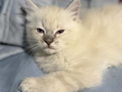 Maple - Ragdoll - Gallery Photo #1