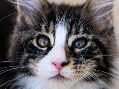 Striking European Black Tabby With White MaineCoon - Maine Coon - Gallery Photo #1