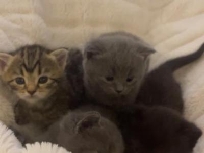4 Sweet Kitties Looking For A New Home - Scottish Straight - Gallery Photo #1