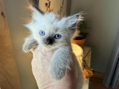 Elsa - Ragdoll - Gallery Photo #1
