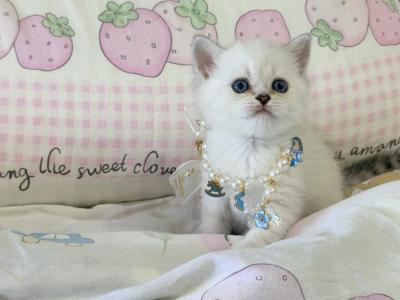 Mango - Minuet - Gallery Photo #1