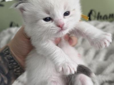Bubbles - Ragdoll - Gallery Photo #1