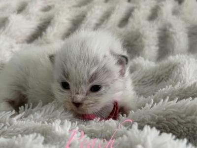 Princess Peach - Ragdoll - Gallery Photo #1