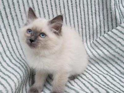 Lavender - Ragdoll - Gallery Photo #1