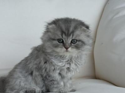 RESERVED Mr Marble Male - Scottish Fold - Gallery Photo #1