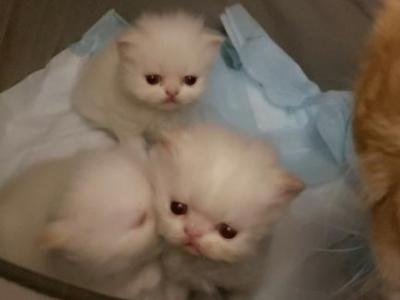 Fazkats - Persian - Gallery Photo #1