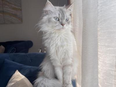 Fluffy - Domestic - Gallery Photo #1