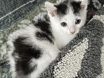 Tigger - Domestic - Gallery Photo #1