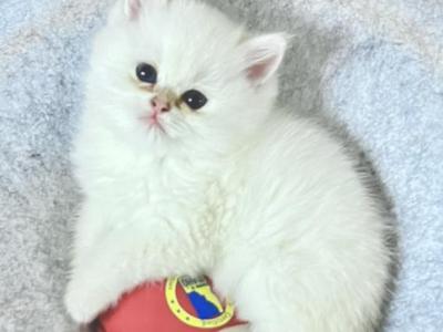 White Chinchilla - British Shorthair - Gallery Photo #1