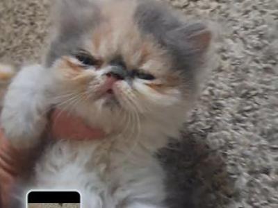 Spicy - Persian - Gallery Photo #1