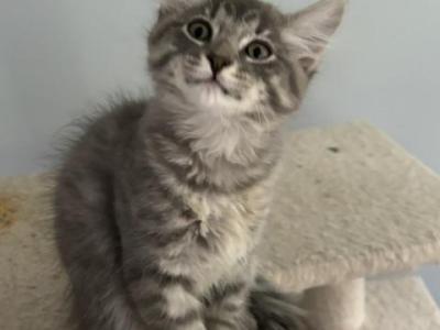 Skippy - Siberian - Gallery Photo #1