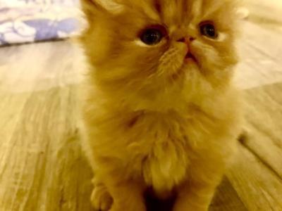 Pikachu Peke FaceRed Male  Persian - Persian - Gallery Photo #1