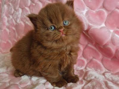 Gucci - British Shorthair - Gallery Photo #1