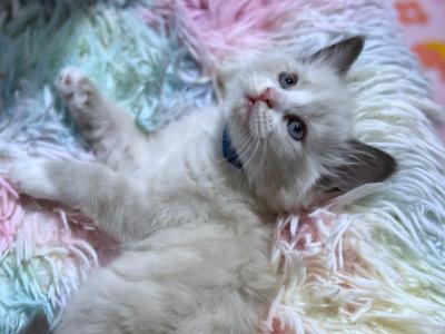 Thor Boy Ragdoll Kitten - Ragdoll - Gallery Photo #1