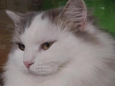 Rada Perfect Personality - Siberian - Gallery Photo #1