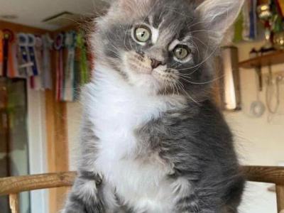 Leo - American Longhair - Gallery Photo #1