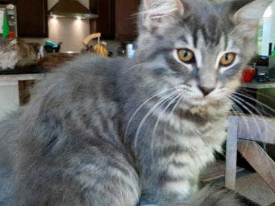 Talker Male Maine Coon - Maine Coon - Gallery Photo #1