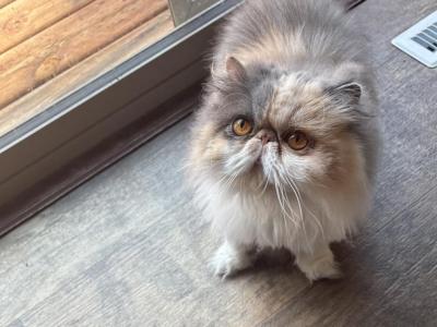 Daphne And Princess - Persian - Gallery Photo #1