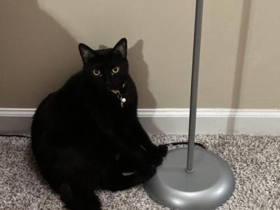 Peppa - Domestic - Gallery Photo #1
