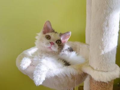SK032 - Selkirk Rex - Gallery Photo #1