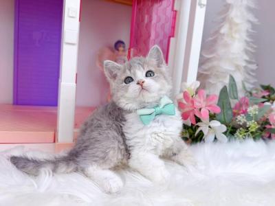 Sk033 - Selkirk Rex - Gallery Photo #1