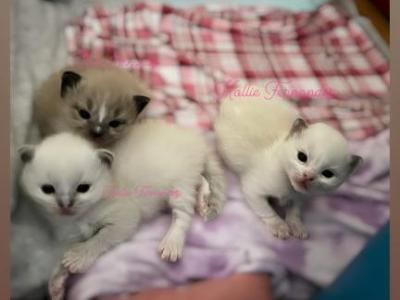 Lattes Litter - Ragdoll - Gallery Photo #1