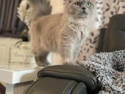 Bunny - Ragdoll - Gallery Photo #1