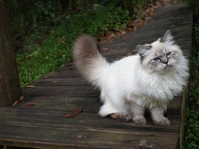 Kiara - Siberian - Gallery Photo #1