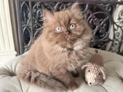 Candy - British Shorthair - Gallery Photo #1