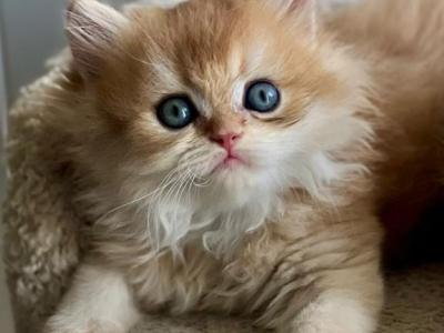Mandy - British Shorthair - Gallery Photo #1