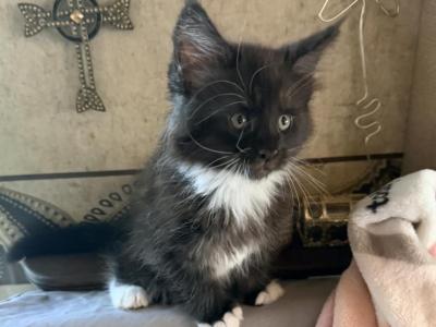 Black Smoke - Maine Coon - Gallery Photo #1