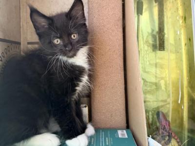 Black White - Maine Coon - Gallery Photo #1