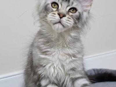 Valkyrie - Maine Coon - Gallery Photo #1