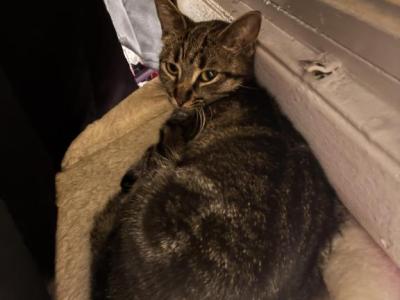 Grey - Colorpoint Shorthair - Gallery Photo #1
