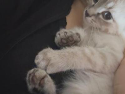 Angel - Siamese - Gallery Photo #1