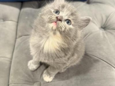 Bella - Persian - Gallery Photo #1