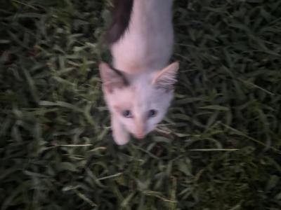 Hood Cats - Colorpoint Shorthair - Gallery Photo #1