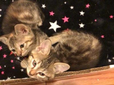 Pretty Bugs - Bengal - Gallery Photo #1