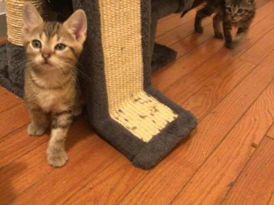 Pretty Bugs - Bengal - Gallery Photo #1
