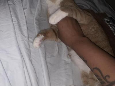 Roscoe - Domestic - Gallery Photo #1